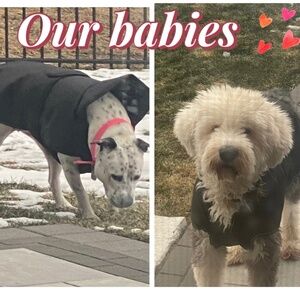 Meet your Posher, Donna